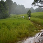 La Paz En La Naturaleza | Sonidos De La Selva