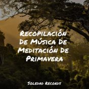 Recopilación De Música De Meditación De Primavera