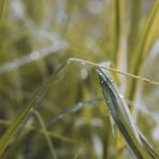 Melodías Relajantes De Primavera Para Un Sueño Reparador