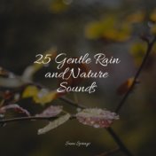 25 Gentle Rain and Nature Sounds