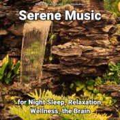 #01 Serene Music for Night Sleep, Relaxation, Wellness, the Brain