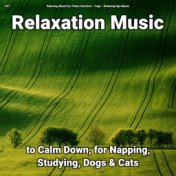 #01 Relaxation Music to Calm Down, for Napping, Studying, Dogs & Cats