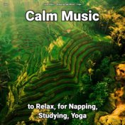 zZZz Calm Music to Relax, for Napping, Studying, Yoga