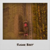 Sugar Beet