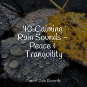 40 Calming Rain Sounds - Peace & Tranquility