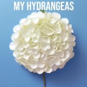 My Hydrangeas