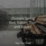 Ultimate Spring Bird, Nature, Rain and Waves