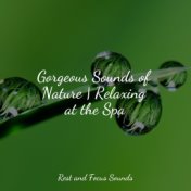 Gorgeous Sounds of Nature | Relaxing at the Spa