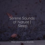 Serene Sounds of Nature | Sleep