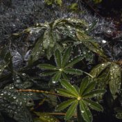 Obras Maestras Del Primavera Suaves