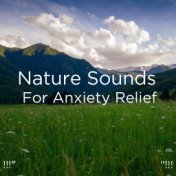 !!!" Nature Sounds For Anxiety Relief "!!!