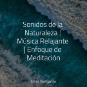 Sonidos de la Naturaleza | Música Relajante | Enfoque de Meditación