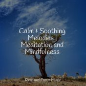 Calm & Soothing Melodies | Meditation and Mindfulness