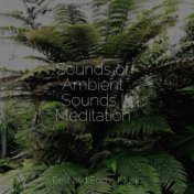 Sounds of Ambient Sounds | Meditation