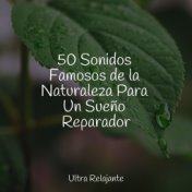 50 Sonidos Famosos de la Naturaleza Para Un Sueño Reparador