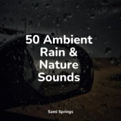 50 Ambient Rain & Nature Sounds