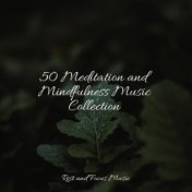 50 Meditation and Mindfulness Music Collection