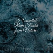 50 Essential Rain Tracks from Nature