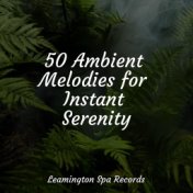 50 Ambient Melodies for Instant Serenity