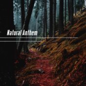 Natural Anthem – Very Relaxing and Soothing Forest Sounds