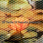 53 Tracks Of Peaceful Ambience