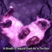 34 Breath Of Natural Fresh Air In The Rain