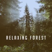 Relaxing Forest