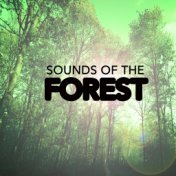 Sounds of the Forest