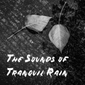 The Sounds of Tranquil Rain