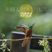 Bird & Rain Sounds 2021 (Only Sounds for Deep Sleep)