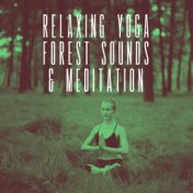 Relaxing Yoga Forest Sounds & Meditation