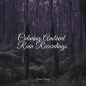 Calming Ambient Rain Recordings