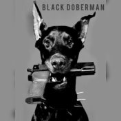 Black doberman