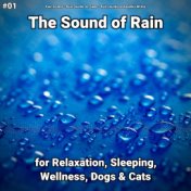 #01 The Sound of Rain for Relaxation, Sleeping, Wellness, Dogs & Cats