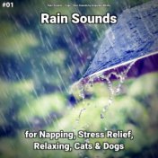 #01 Rain Sounds for Napping, Stress Relief, Relaxing, Cats & Dogs