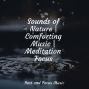Sounds of Nature | Comforting Music | Meditation Focus