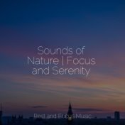 Sounds of Nature | Focus and Serenity