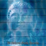 65 Natural Study Sounds