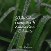 50 Melodías Tranquilas Y Suaves Para Calmarte