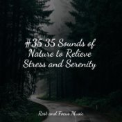 #35 35 Sounds of Nature to Relieve Stress and Serenity