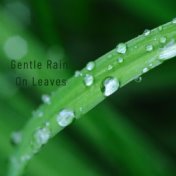 Gentle Rain on Leaves