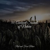 50 Ambient Sounds of Nature