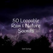 50 Peaceful Rain Drop Songs