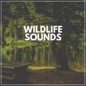 Wildlife Sounds