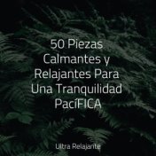 50 Piezas Calmantes y Relajantes Para Una Tranquilidad PacíFICA