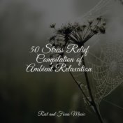 50 Stress Relief Compilation of Ambient Relaxation