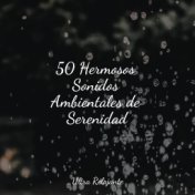 50 Hermosos Sonidos Ambientales de Serenidad