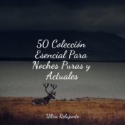 50 Colección Esencial Para Noches Puras y Actuales