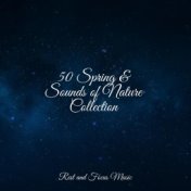 50 Spring & Sounds of Nature Collection