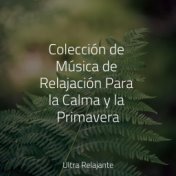 Colección de Música de Relajación Para la Calma y la Primavera